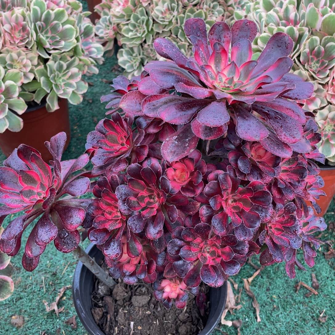 030香奈儿精品法师老桩