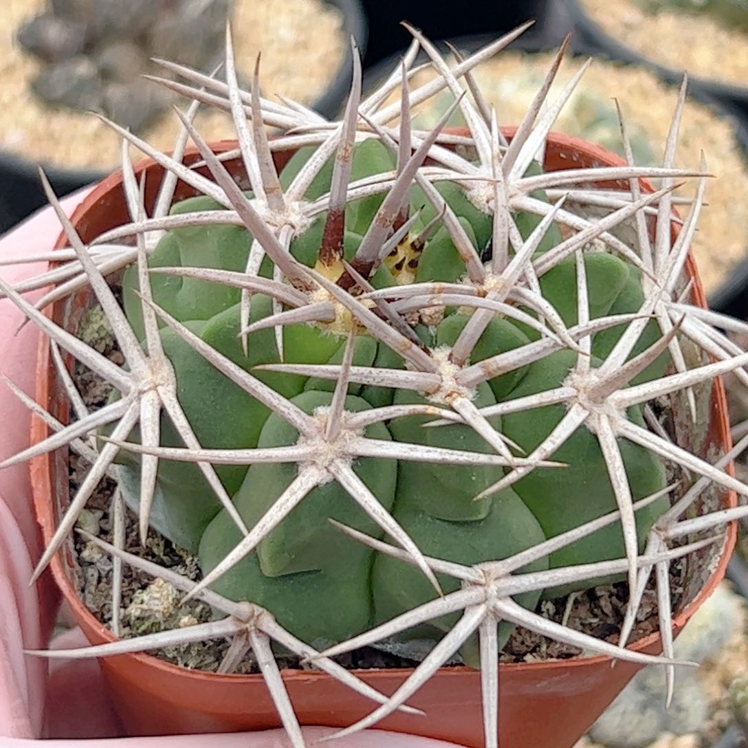 实生 强刺碧岩玉