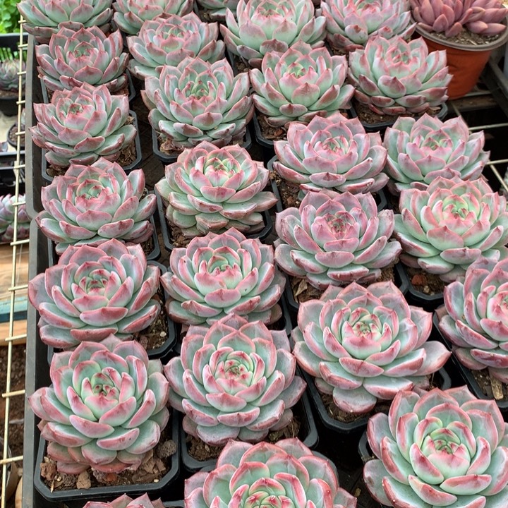 红鸾多肉植物9.99两单包邮