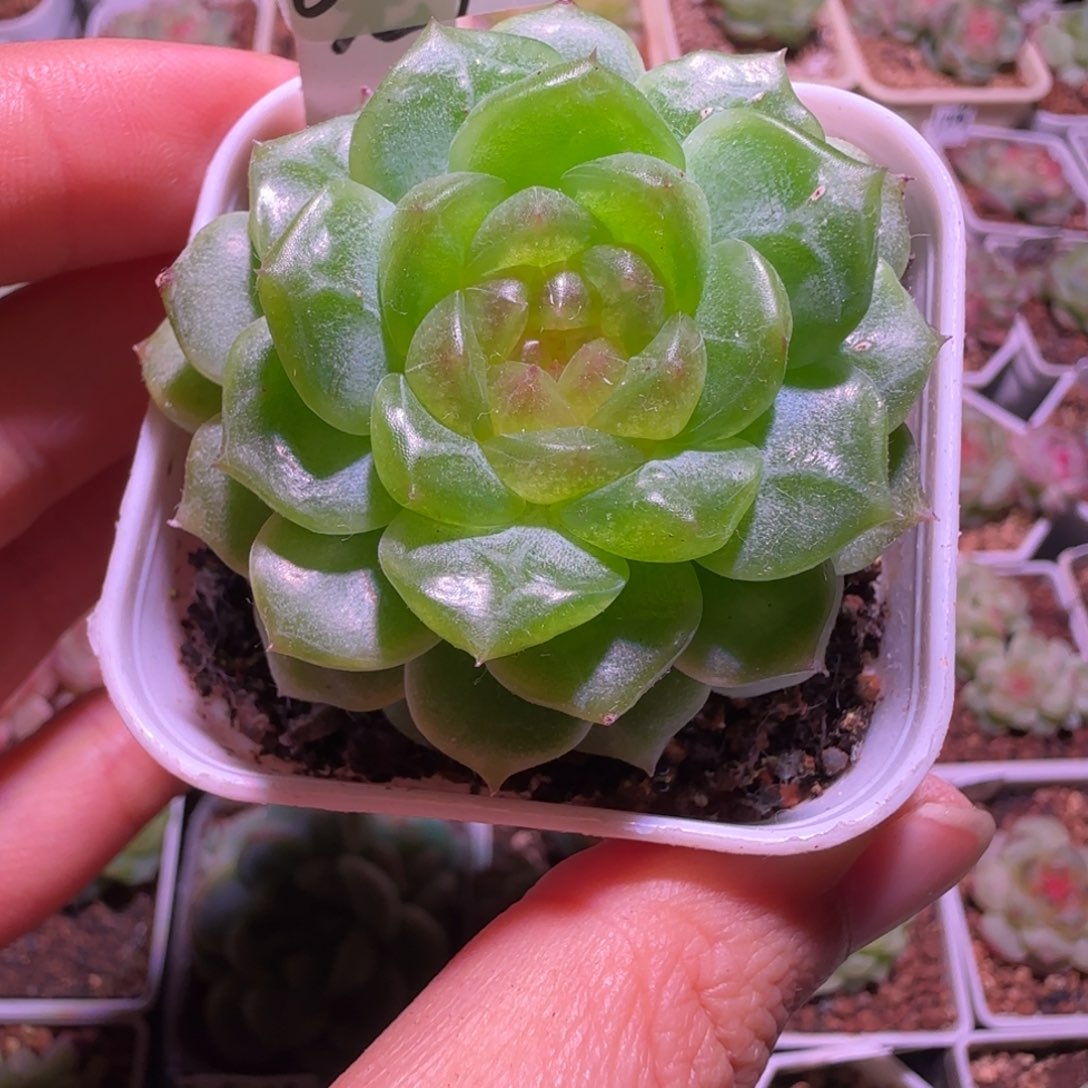 抄***碗8-9福利无尽灯单头