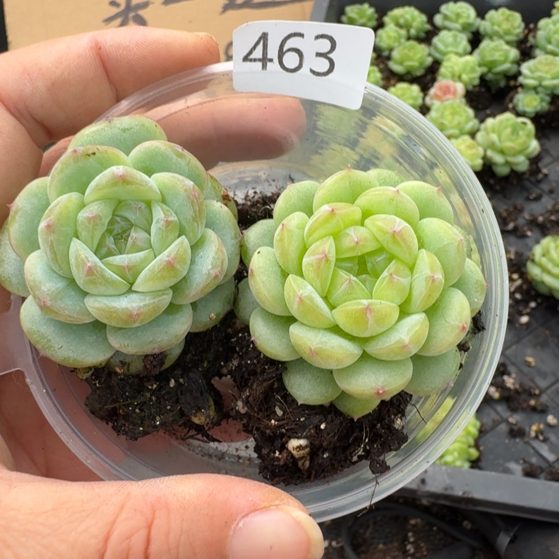 一物一拍一物一拍1108-463