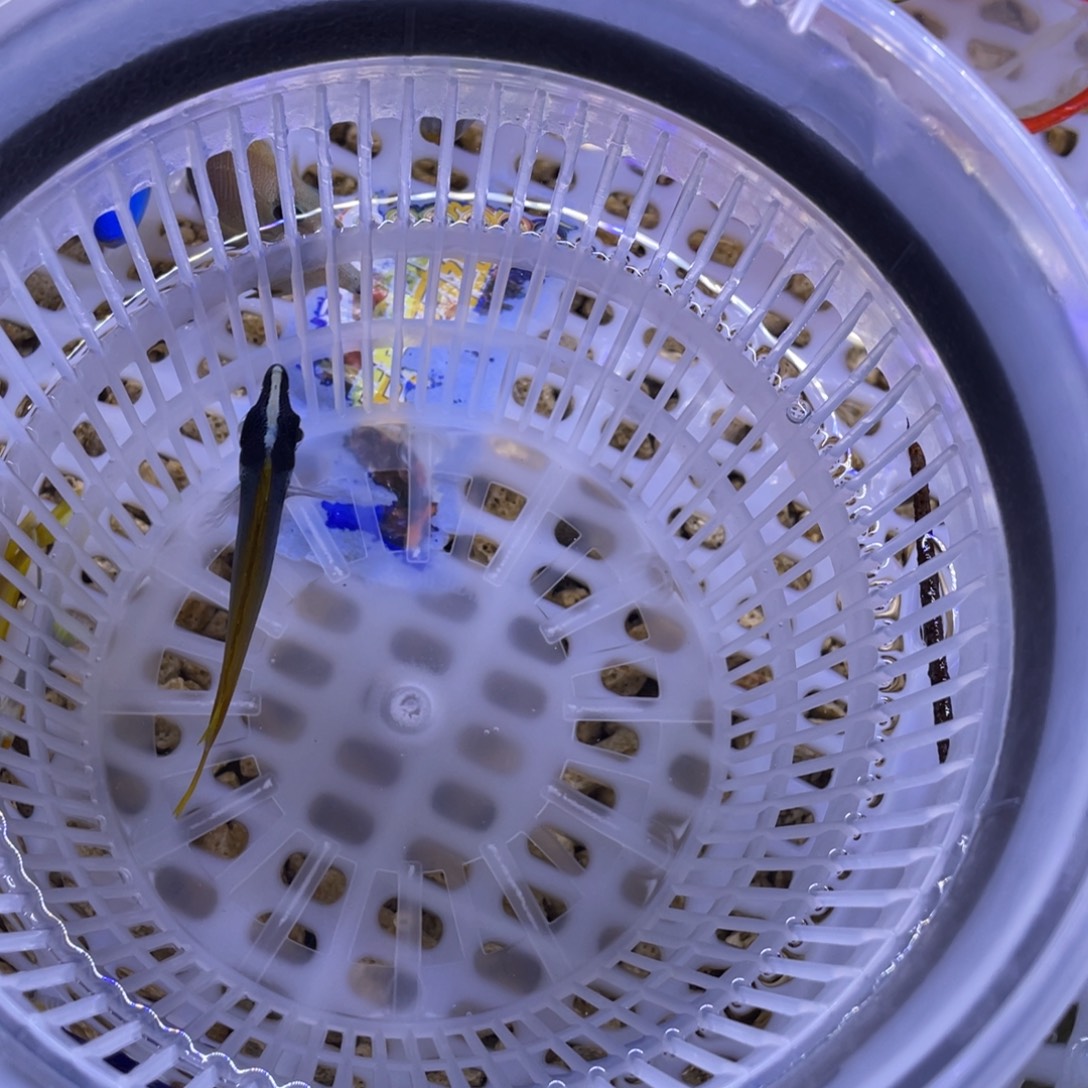 海水鱼黄狐狸一条顺丰包邮