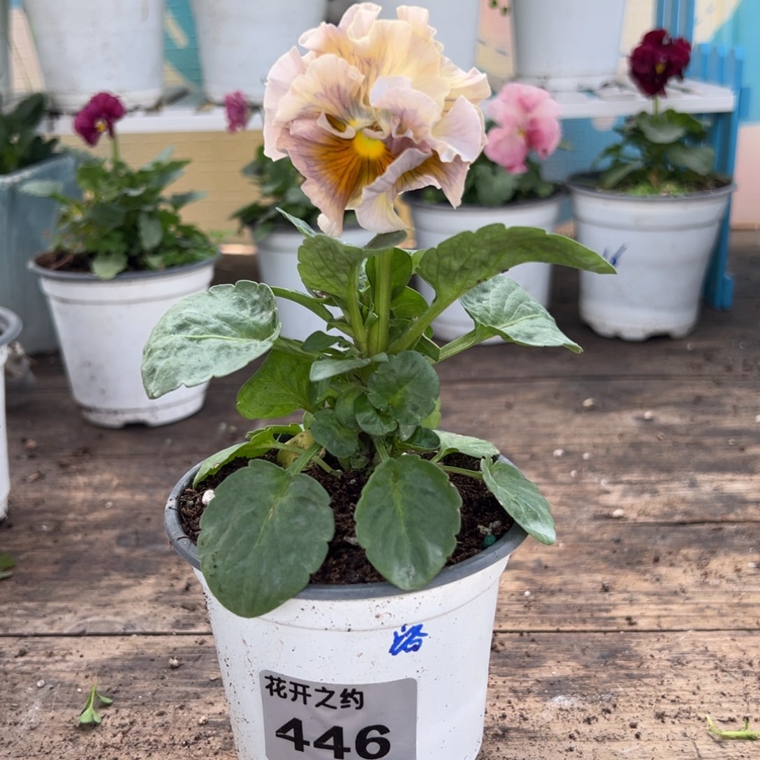 【闪购商品】完全开放446号