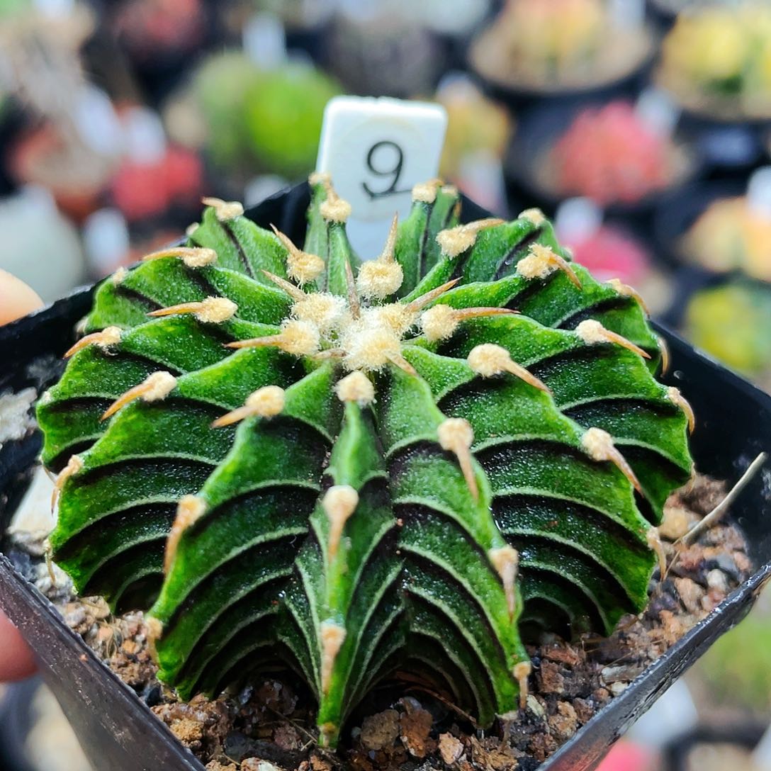 13楞非偏远地区满25发货仙人球