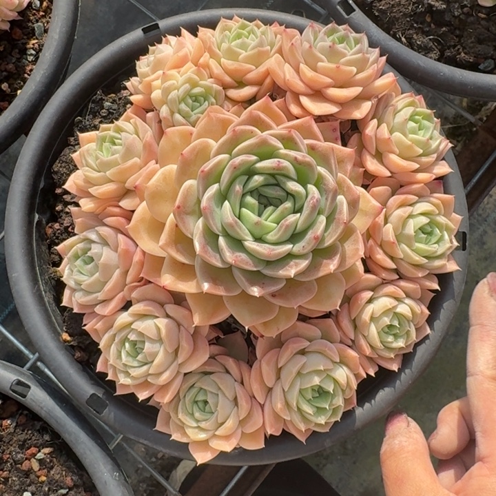 完美捧花不知名多肉植物