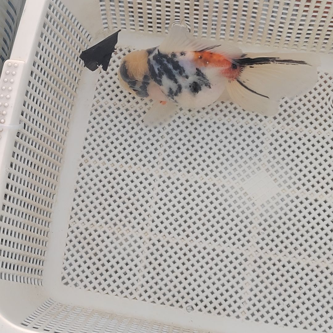 金鱼精选千褶泰狮