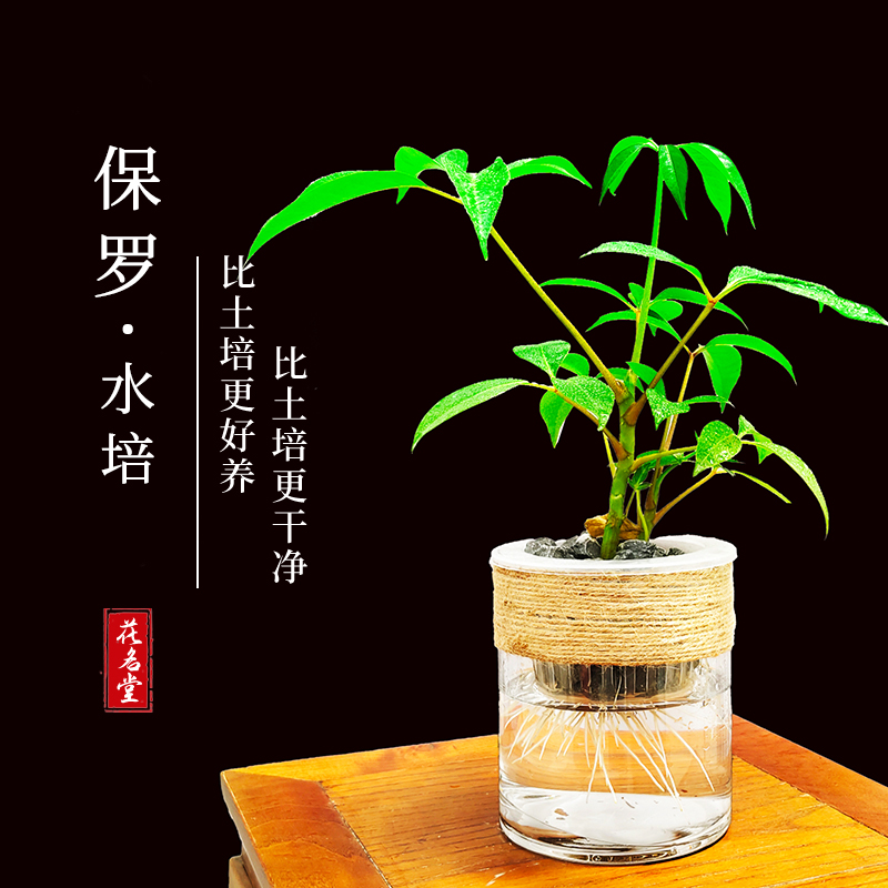 水培保罗盆栽室内植物客厅好养老桩绿植
