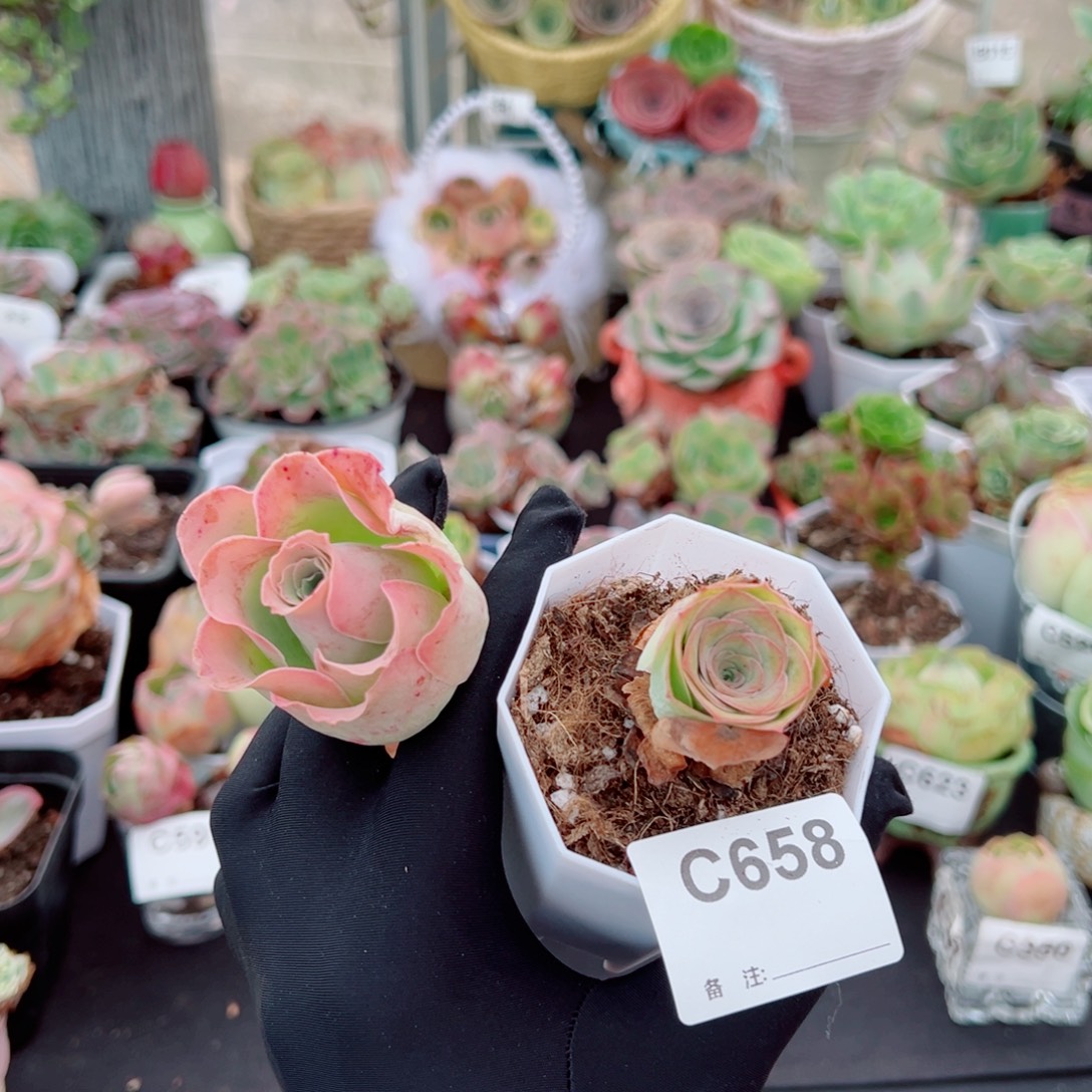 还****658彩虹橘蕾丝➕边线小精品。两颗