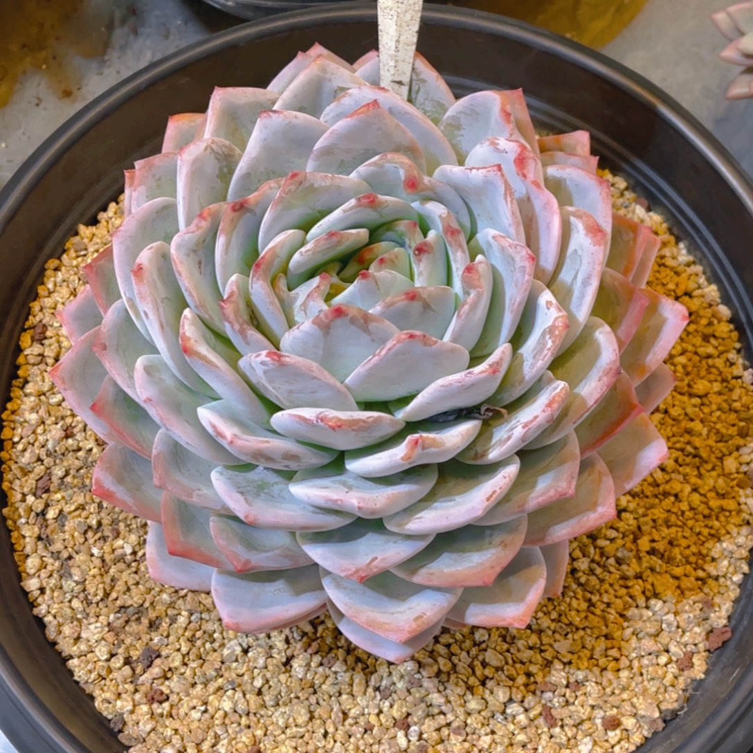 不****000000000000000618