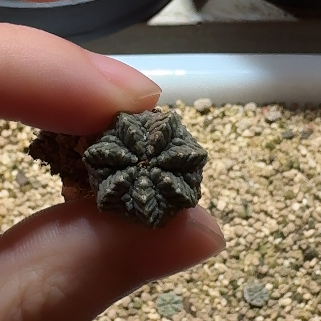 306实生老花笼哈哈哈