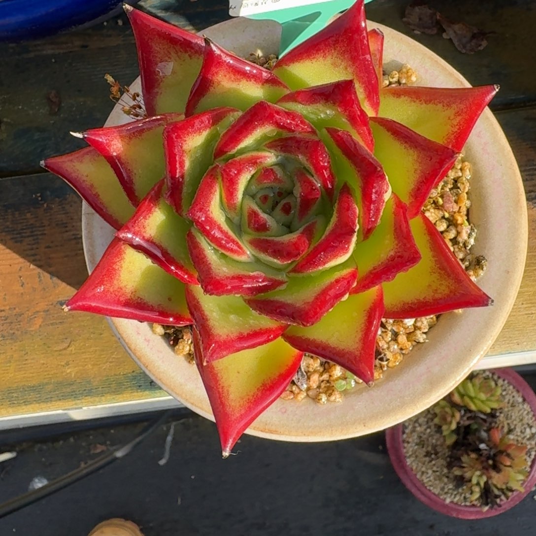 从前慢多肉精选编号1208.37