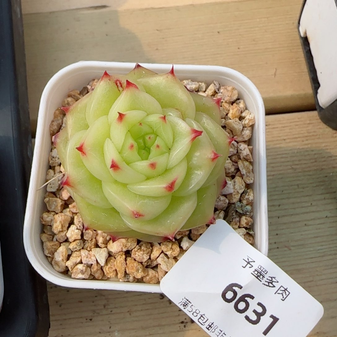 冰薄荷，6631多肉植物