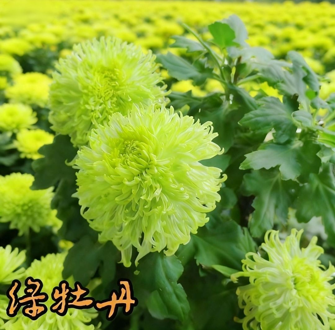 【绿牡丹】菊花九月菊阳台庭院盆栽地栽四季种植好养活