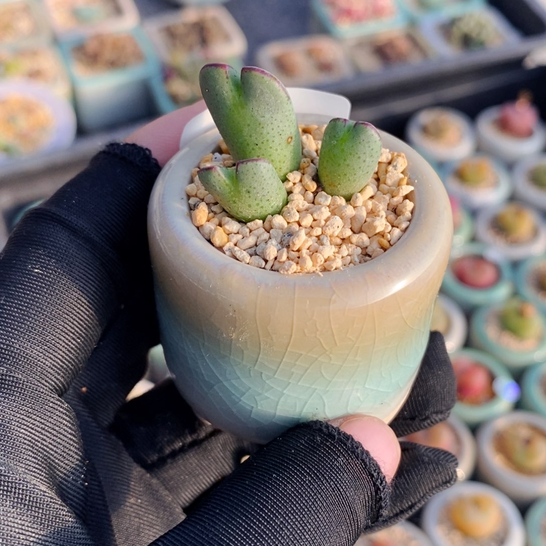 2320-一物一拍 带盆