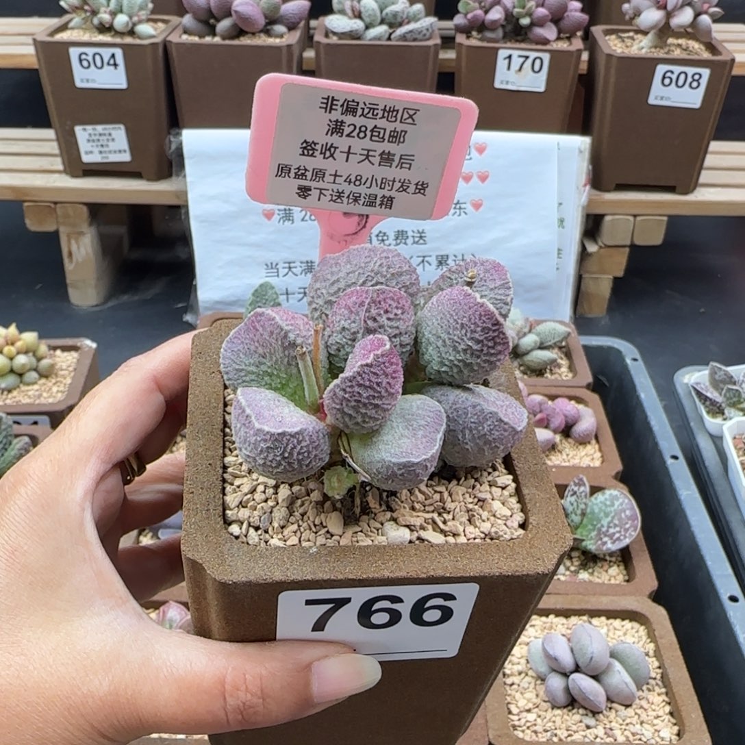 766哈莫猪肝多肉植物