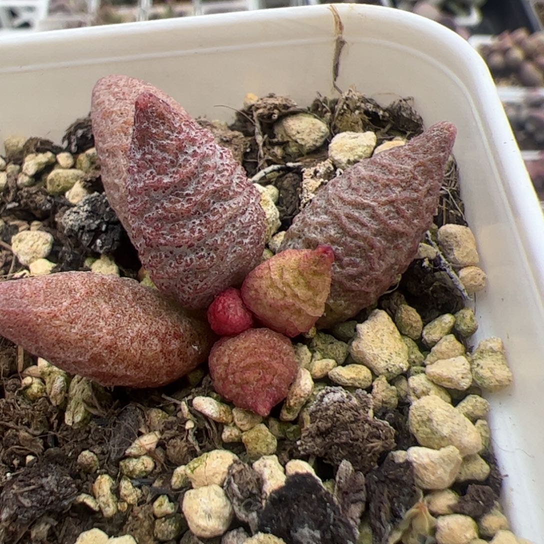 实生新品连贯缠绕纹多肉植物
