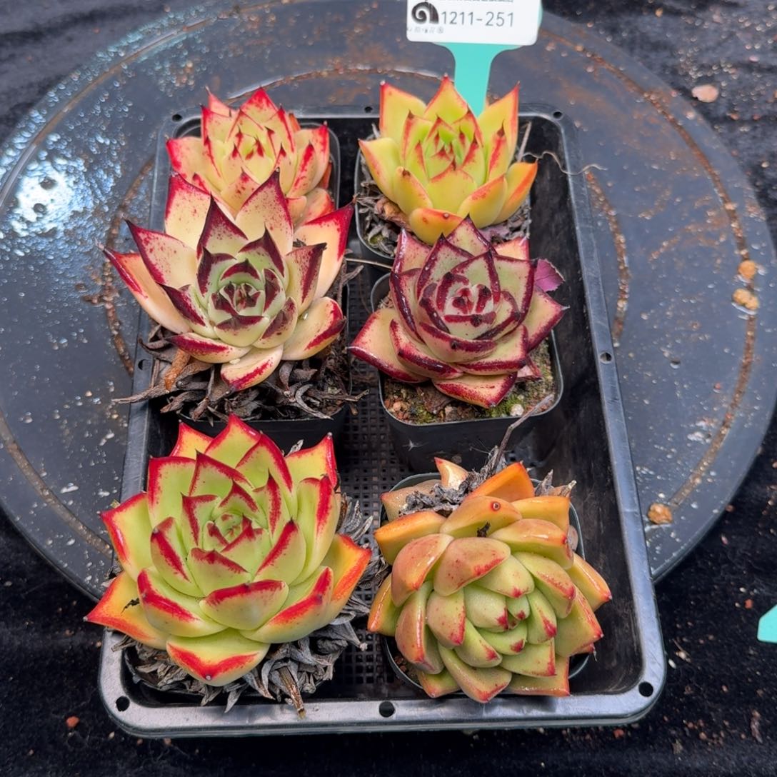 从前慢多肉精选编号1211.251