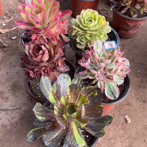796多肉植物组合
