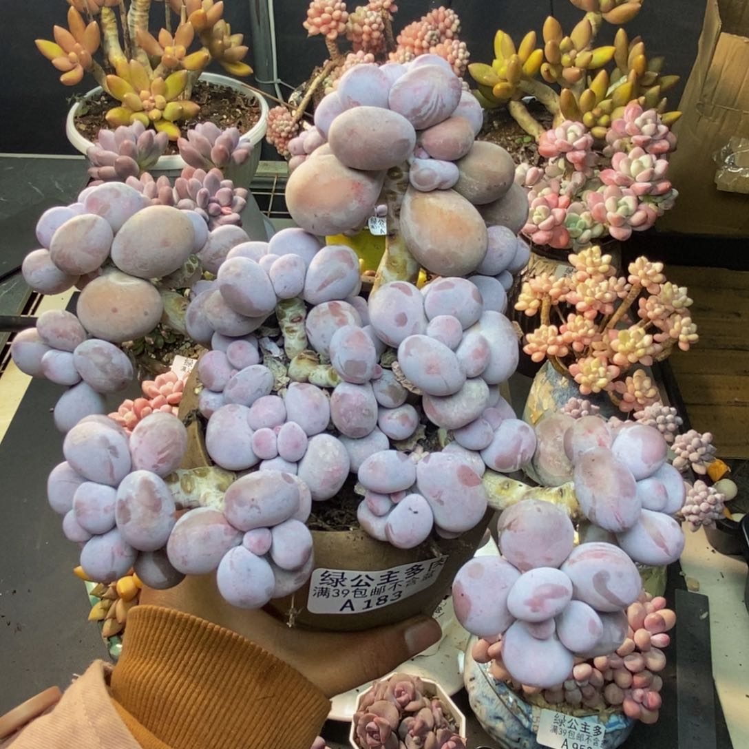 183芭比奶多肉有断枝福利