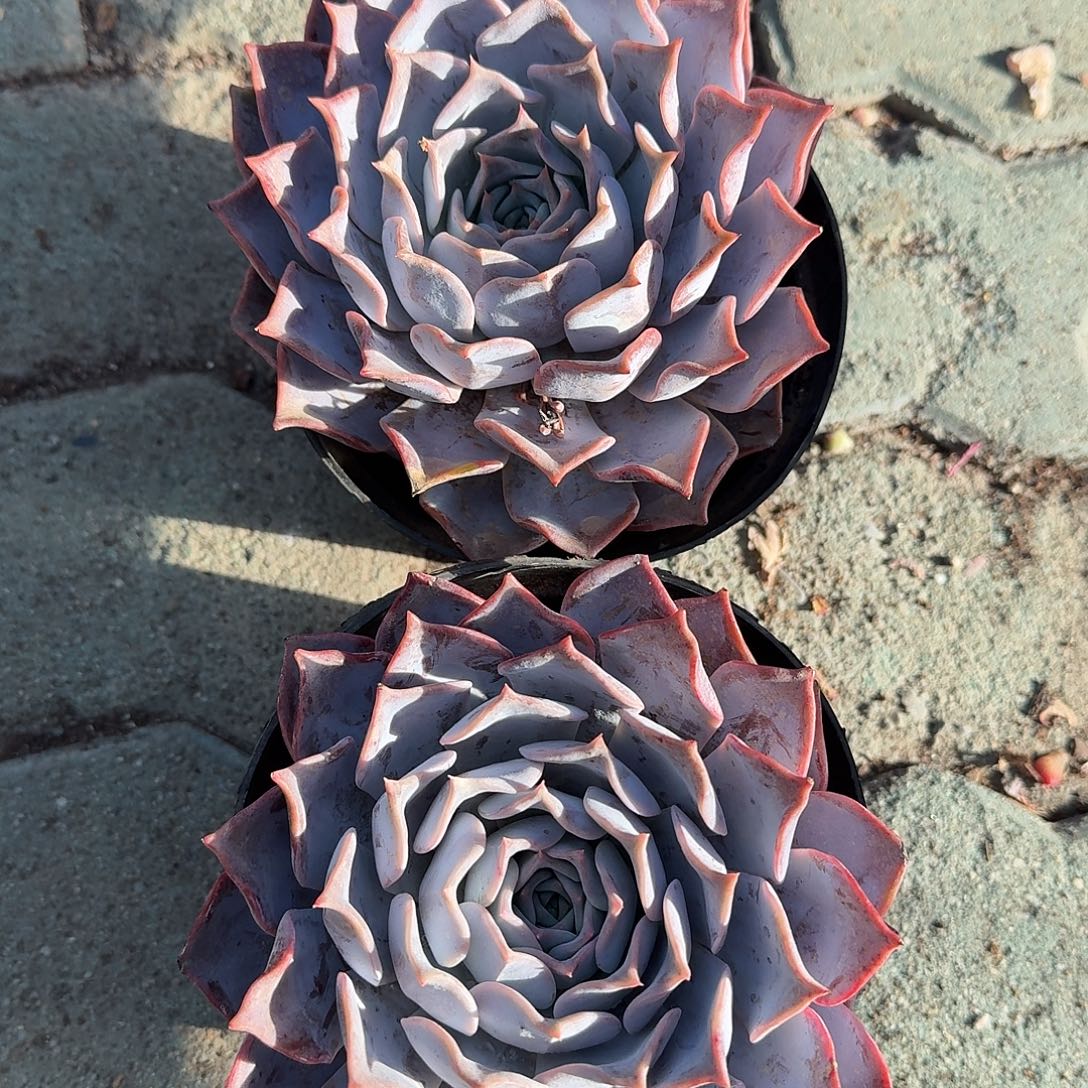 露西那多肉植物精品