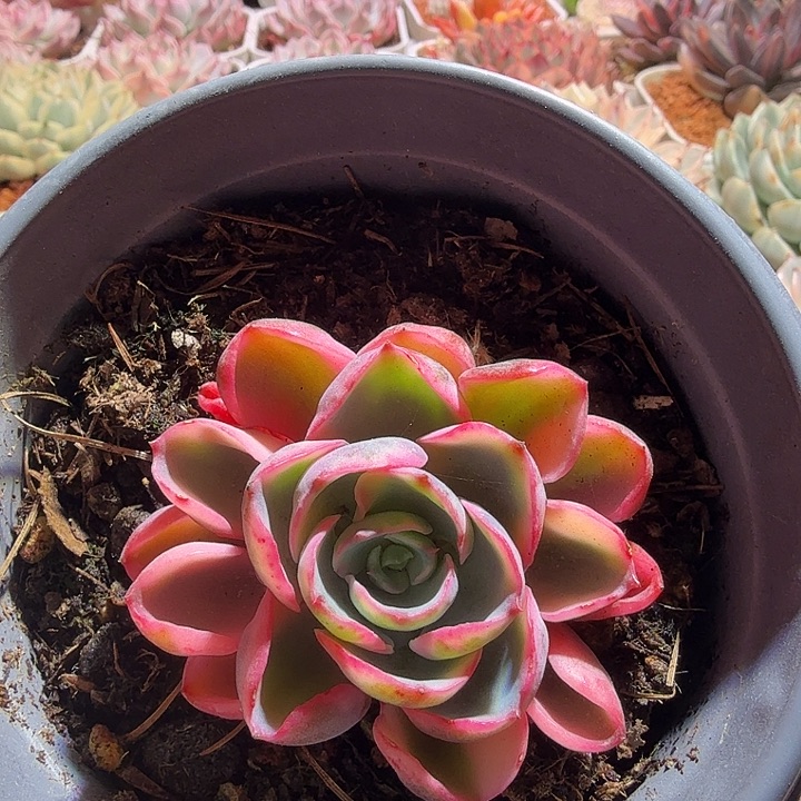 雨滴泪无痕多肉植物