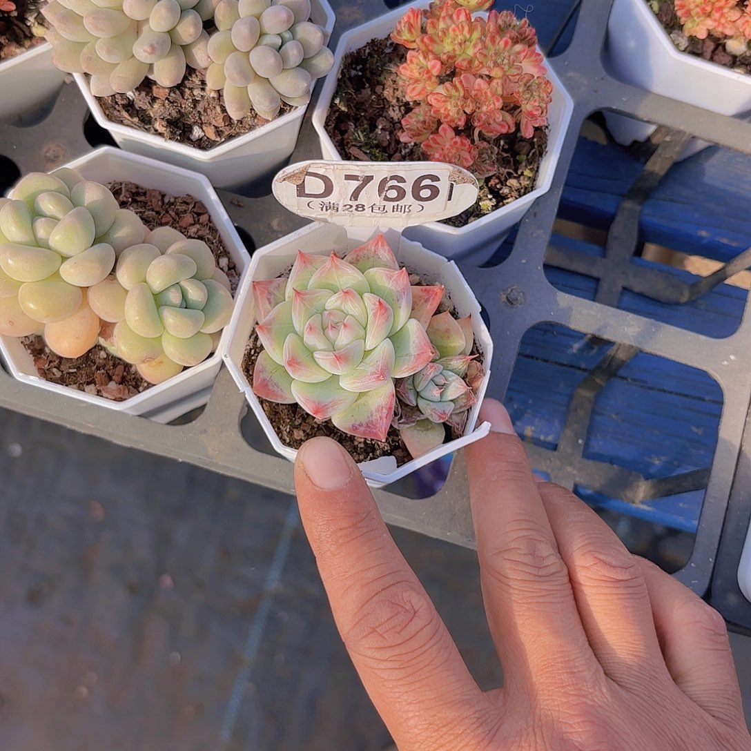 D766天空之城一物一拍