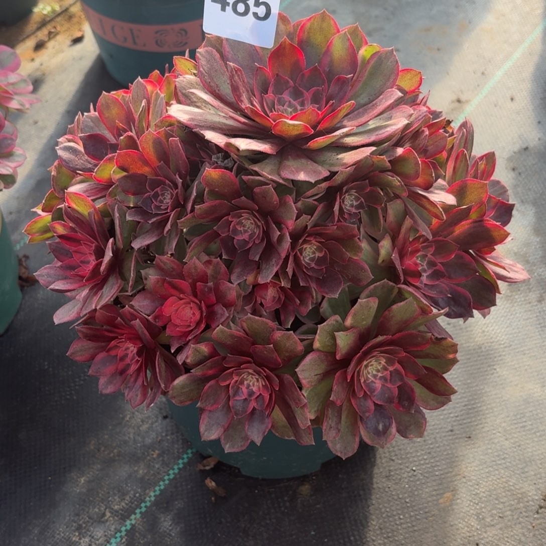 485黑膜锦多肉植物福利