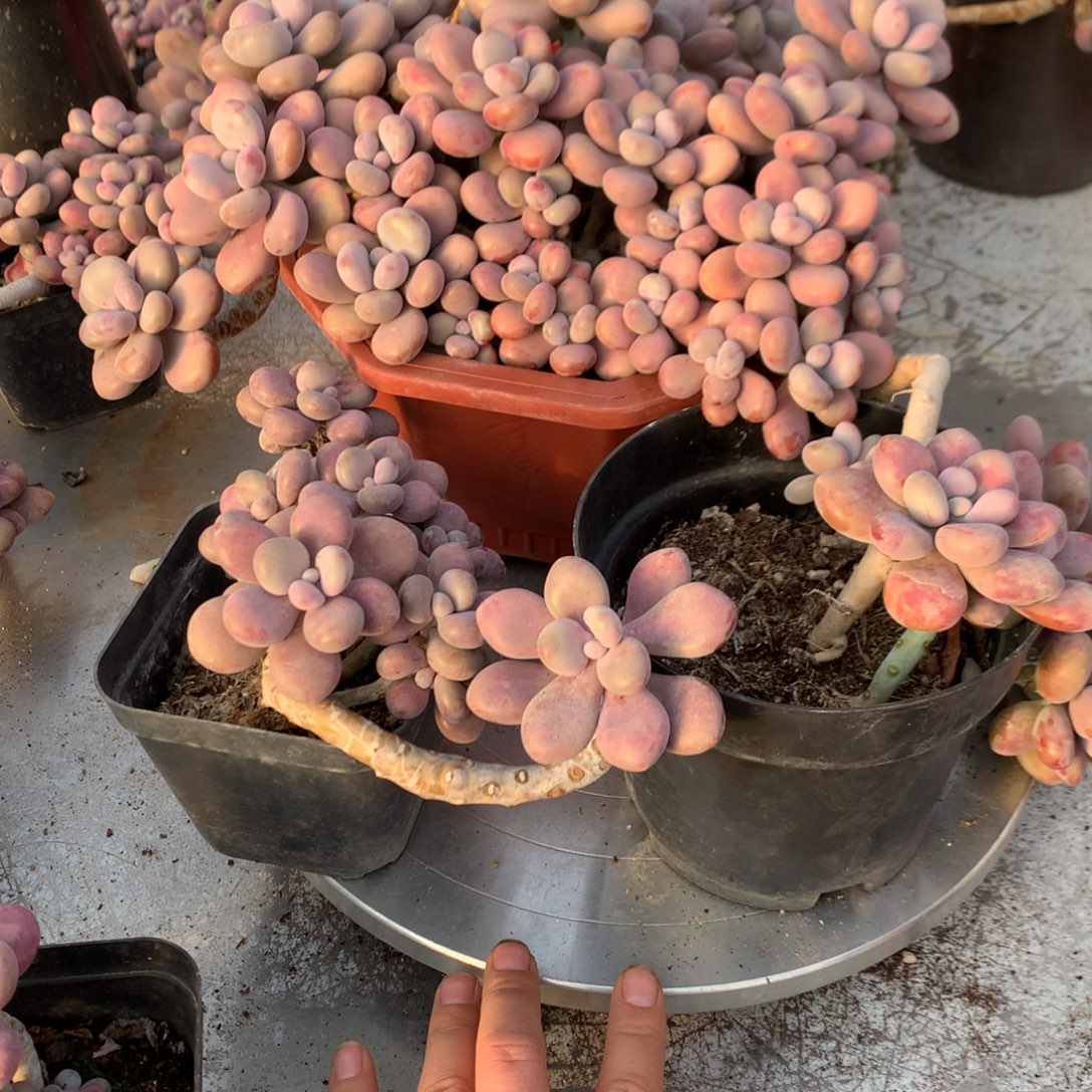 黎***书桃蛋老桩不带盆3颗38