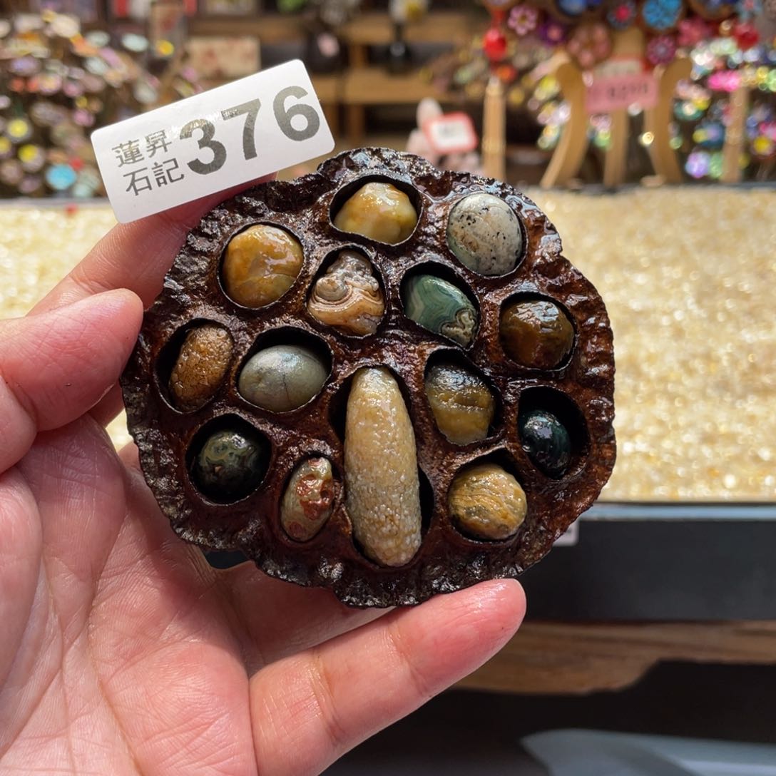 核桃木/黑胡桃（胡桃木）庐****女376