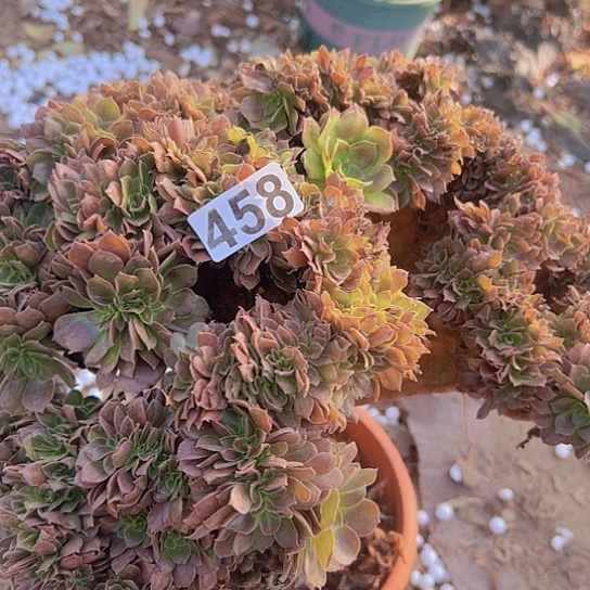 满***雪多肉植物一个玫瑰追有伤