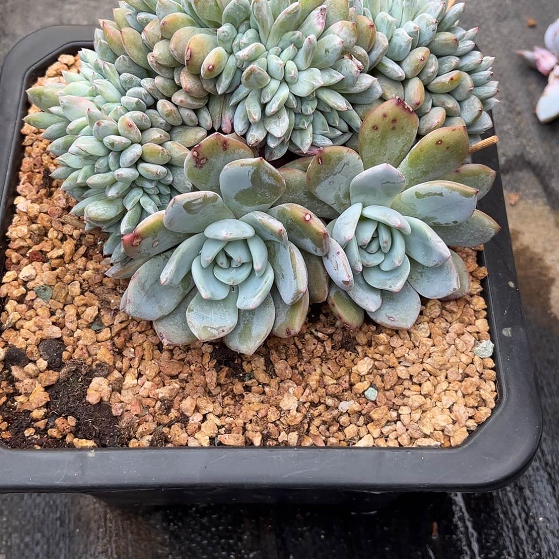 梁***贝星影缀化多肉植物