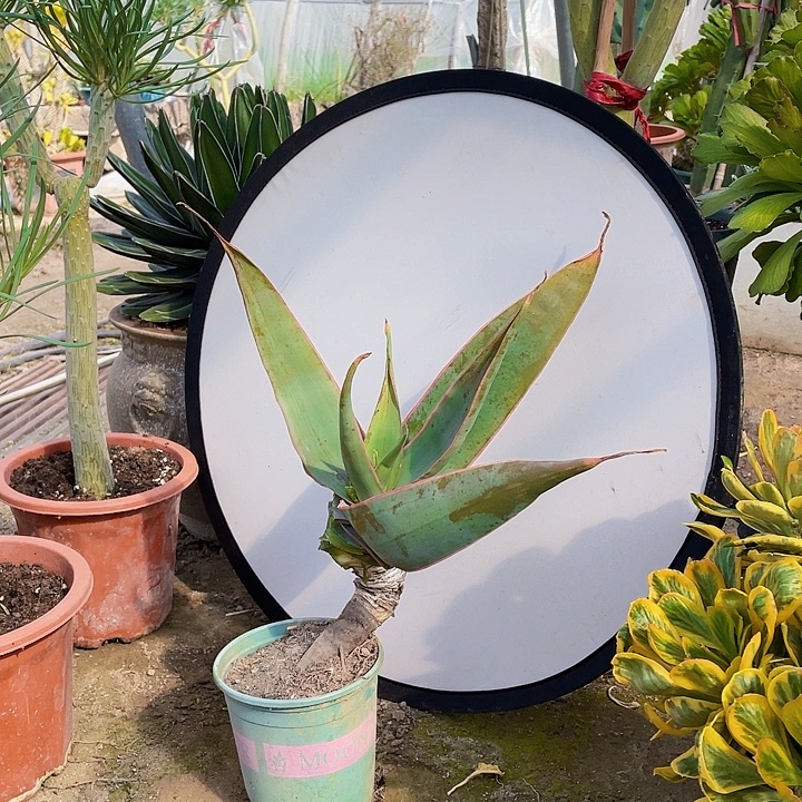 抱***芳完全开放凌波仙子裸根