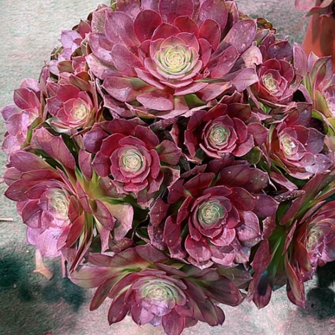 【闪购商品】法师好看也好养黑魔