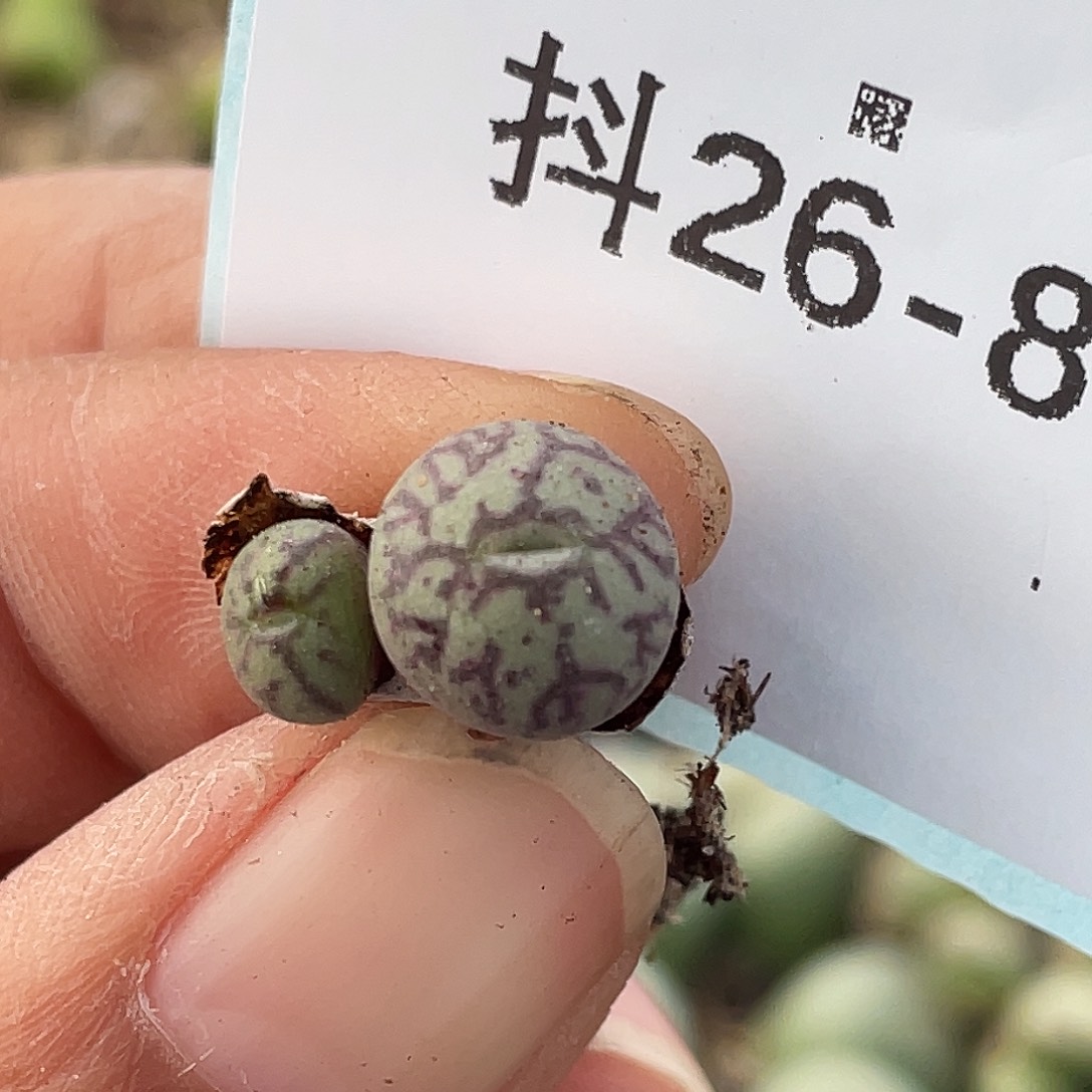 26-87墨杂多肉植物