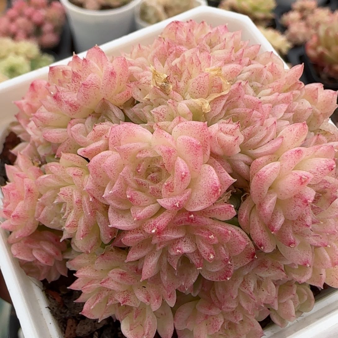 花语逸镜0127-196散