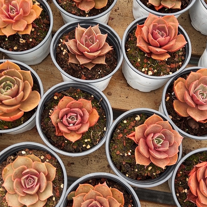 红灯           单头