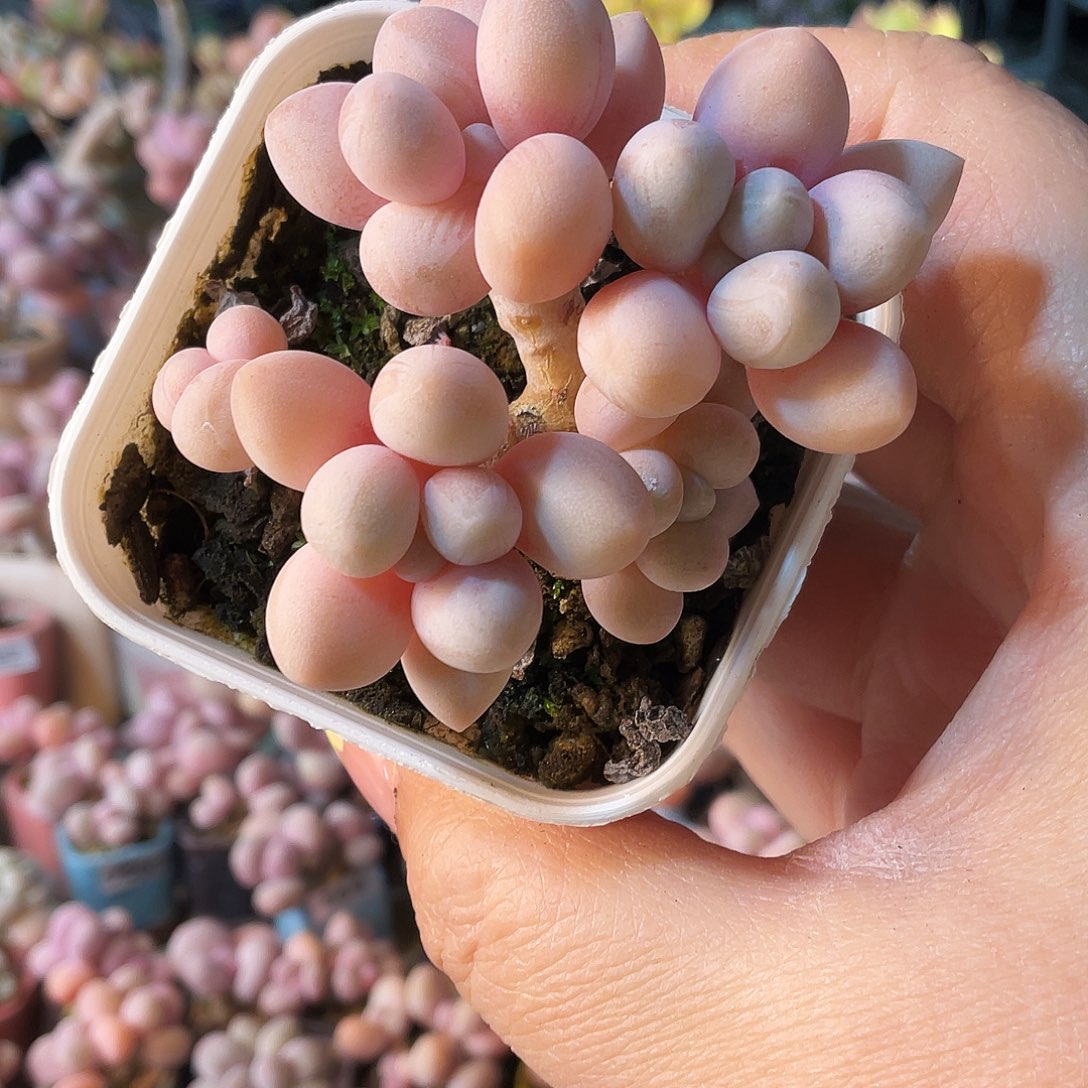 扒**拉多肉植物的生长发育与生长发育的