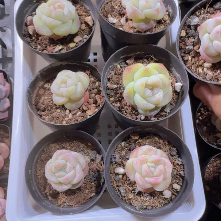 小胖子冰玉七盆一组福利