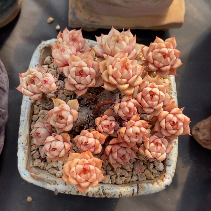 【闪购商品】苯巴蒂斯