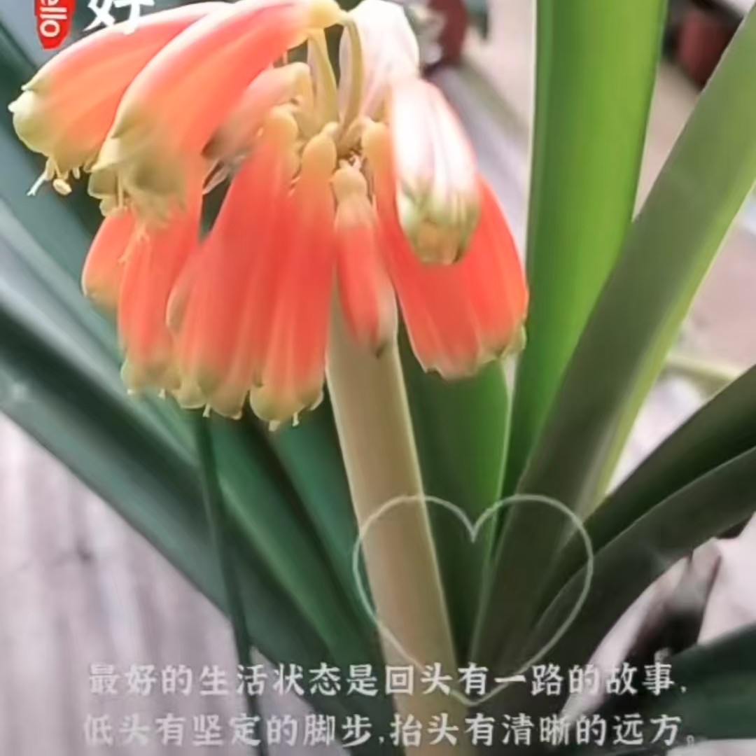 君子兰盆栽带花苞四季常青室内花卉客厅高档绿植