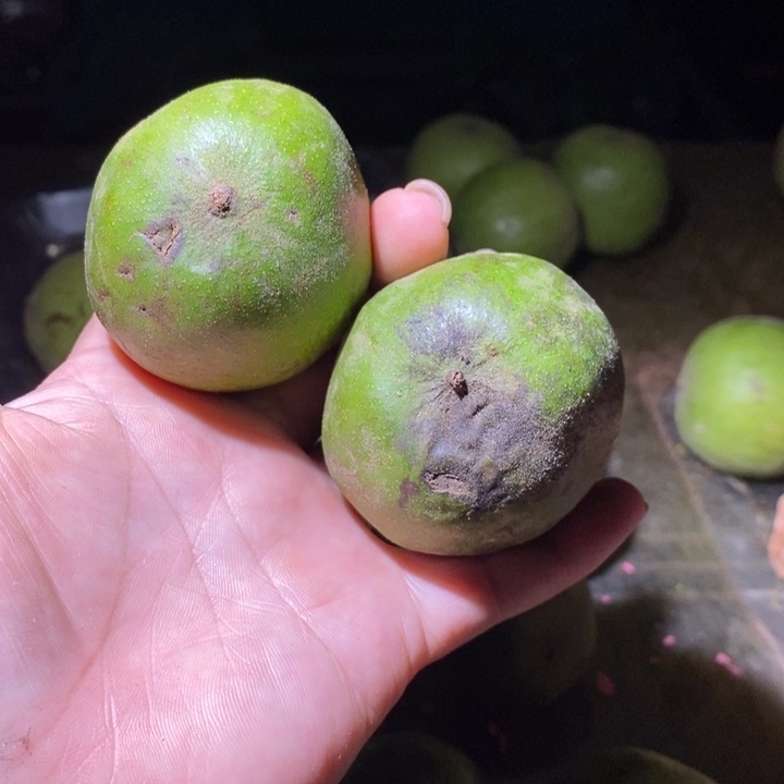 蛤蟆头文玩蛤蟆头