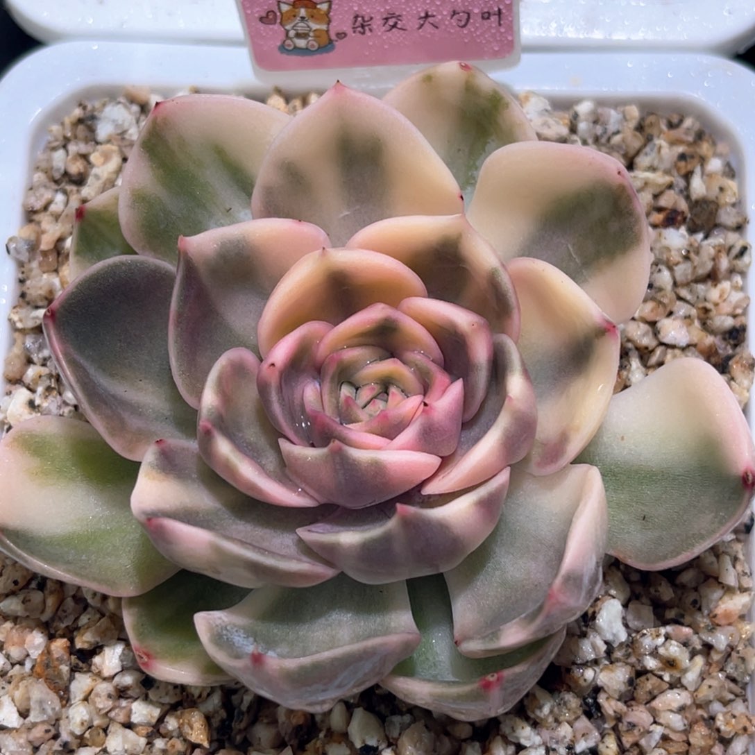 多肉特价杂交锦大勺叶