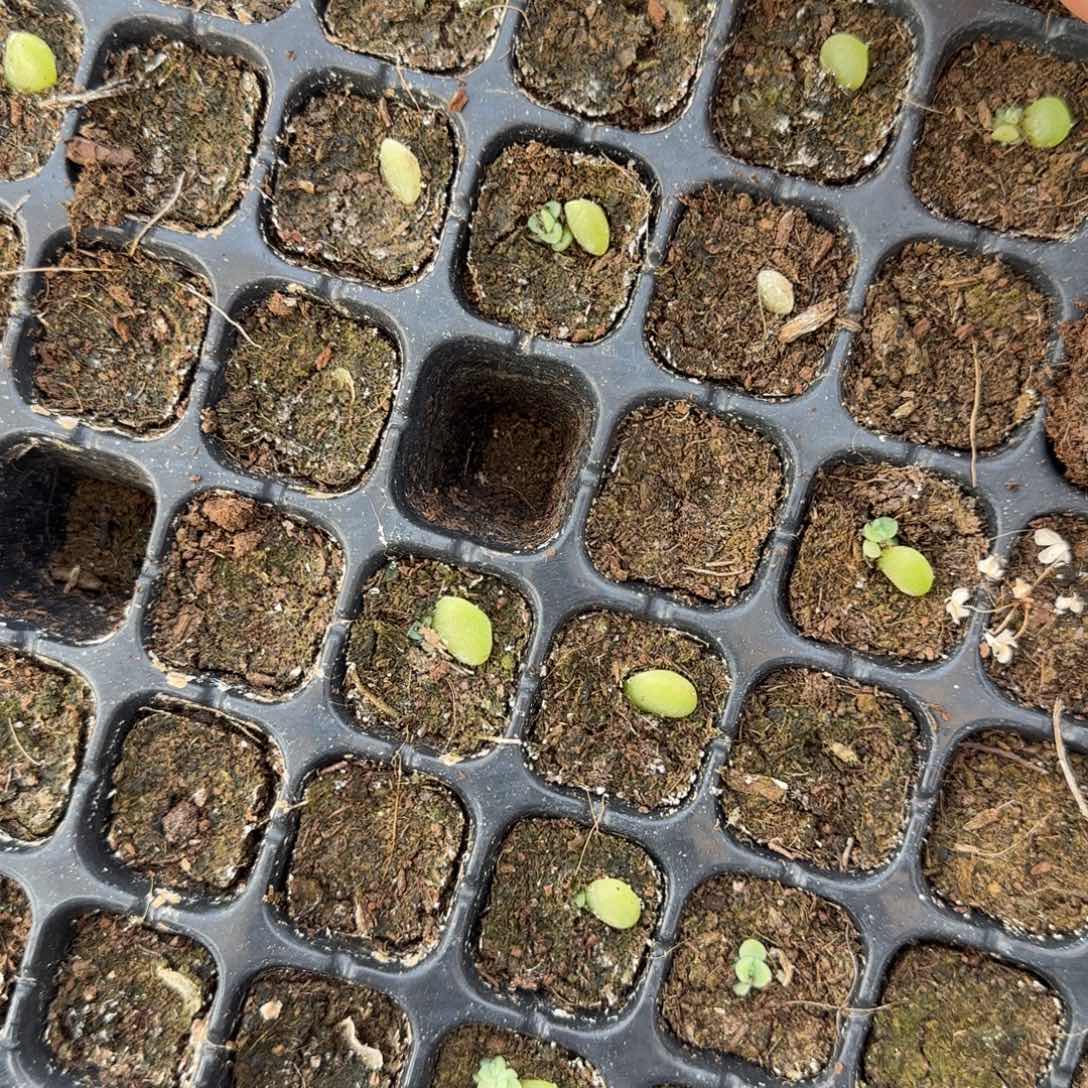 小橙子财富穴一个满25包邮