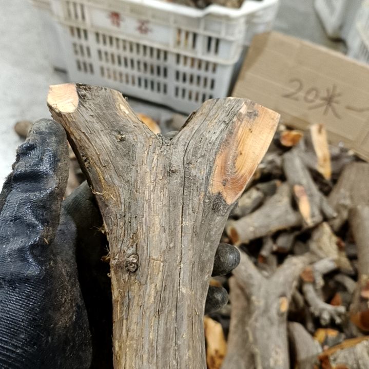 风***梦香榧木崖柏原叉崖柏原叉崖柏原叉