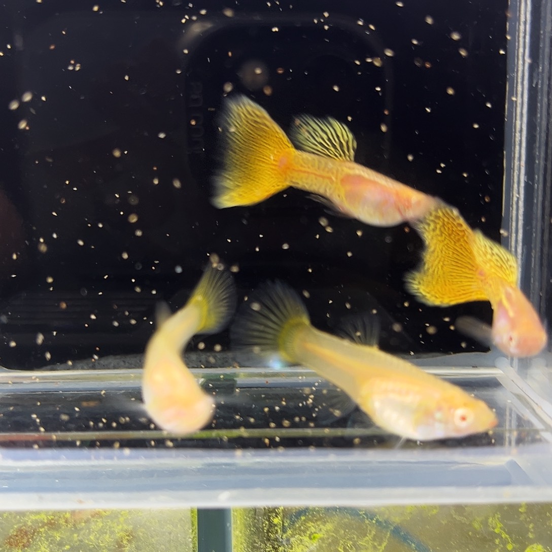 孔雀鱼黄蕾丝白子金属两对