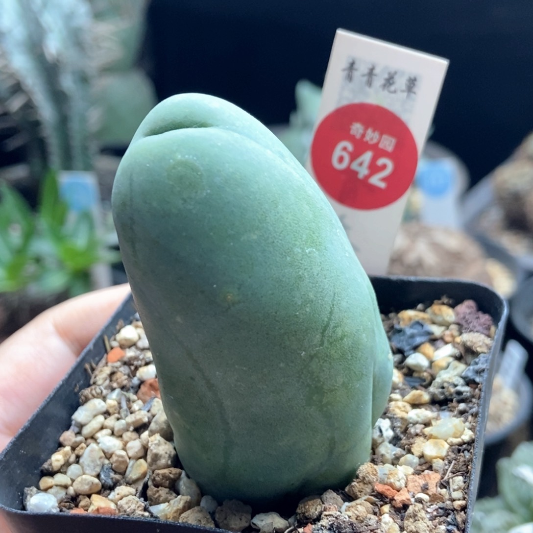 自根程程柱36878