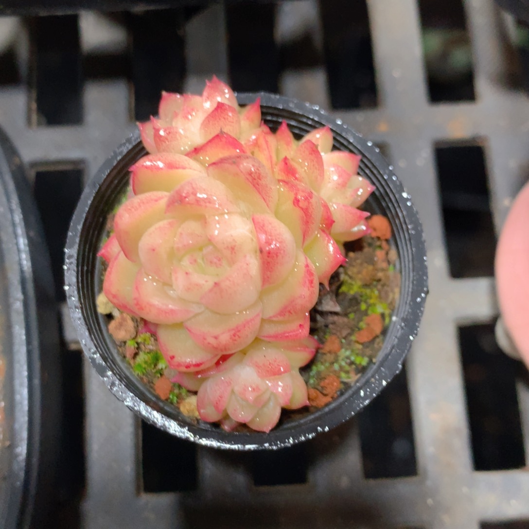 5CM拇指盆精控多肉ZG617