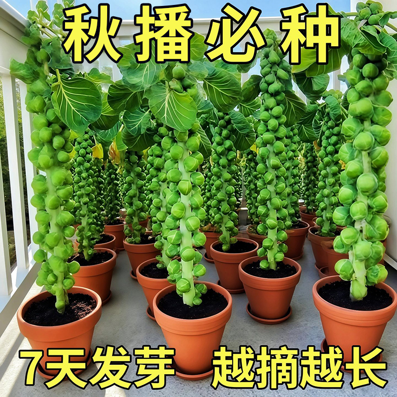 【孢子甘蓝菜种子】正品孢子甘蓝菜种子苗小头菜小包菜卷心蔬菜种子