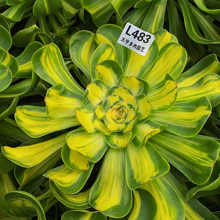 多肉暴君锦上锦483多肉