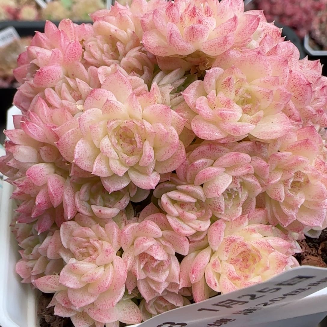 咸***粥花语逸镜0125-283散